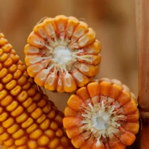 Кукуруза КВС ГАНДАЛЬФ