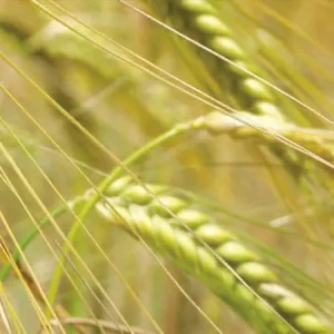 Ячмень яровой КВС ХАРИС