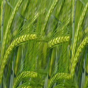 Ячмень яровой КВС КРИССИ