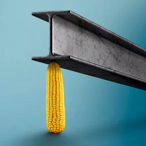 Кукуруза КВС НЕСТОР