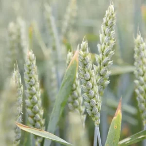 Пшеница мягкая яровая КВС САНСЕТ