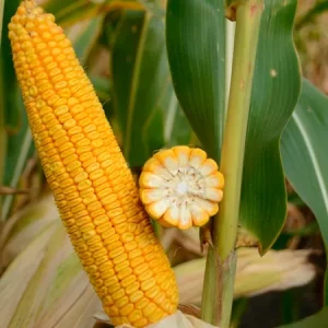 Кукуруза КВС ФЕРНАНДО