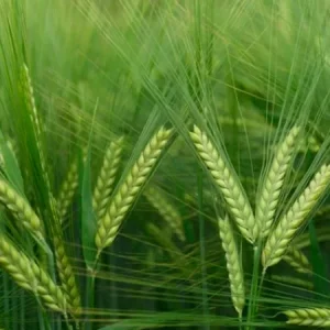 Ячмень яровой КВС ИРИНА