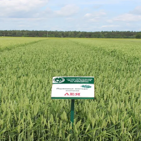 Пшеница озимая ЛЕЯ