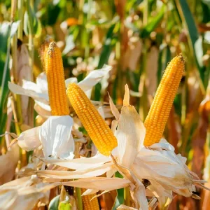 Кукуруза ЛГ 30179