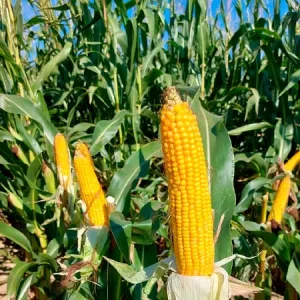 Кукуруза-Лг 31224