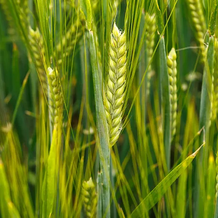 Ячмень яровой ЛГ БЕЛЬКАНТО®