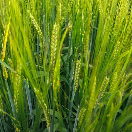 Ячмень яровой ЛГ ТОСКА®