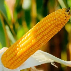 Кукуруза- ЛГ 31225