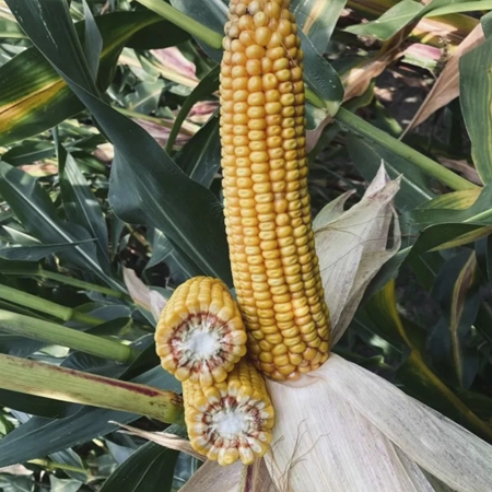 Кукуруза ЛИД 1015 С