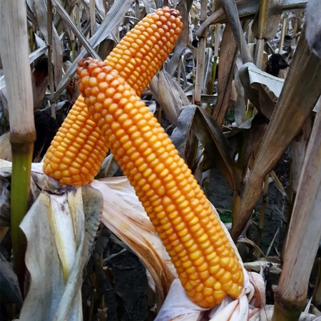 Кукуруза ЛИД 2020 С