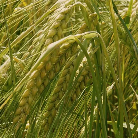 Ячмень яровой ЛИТВИН