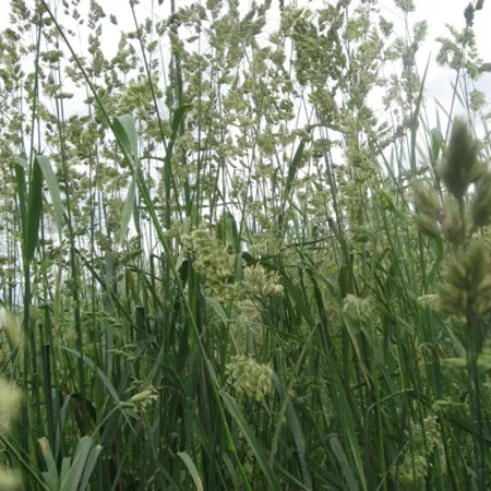 ЕЖА СБОРНАЯ МАГУТНАЯ