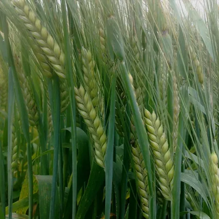 Ячмень яровой МАЖОР®