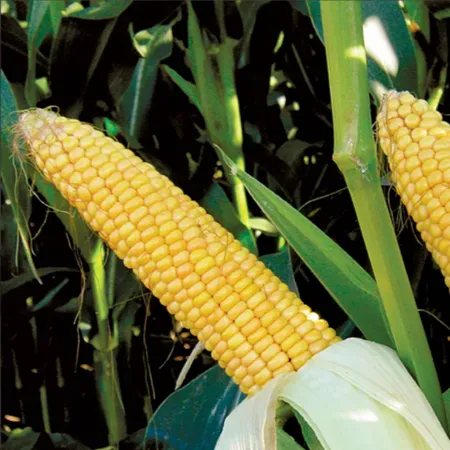 Кукуруза Макайла