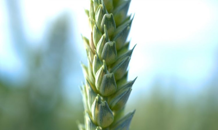 Как получить максимальную урожайность яровой пшеницы