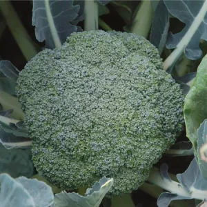 Капуста брокколи МАЛИБУ