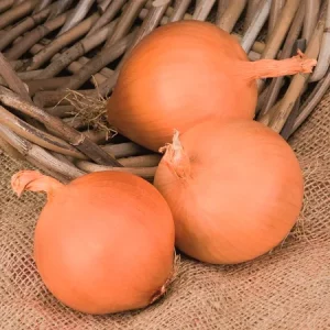 Лук репчатый МАНАС