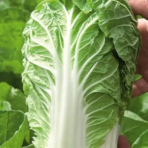 Капуста пекинская МАНОКО