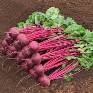 Свекла столовая МАНОЛО