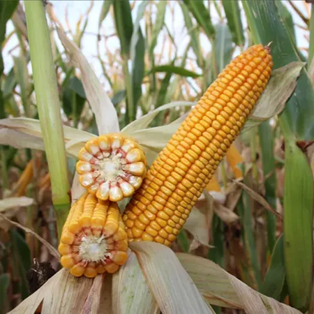 Кукуруза МАС 075Б