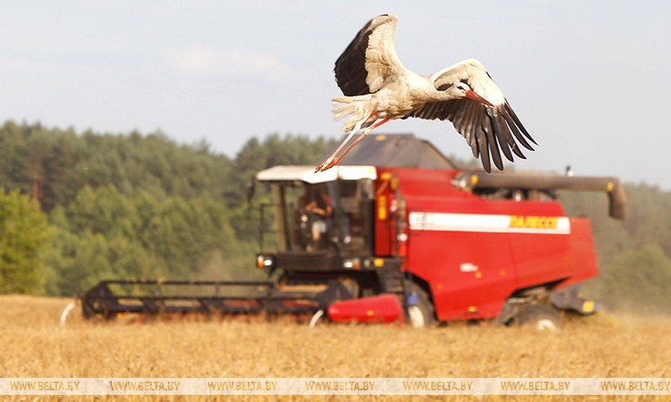 Уборочная по зерновым культурам в Беларуси