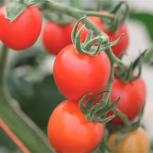 Томат МАУНТИН МЭДЖИК