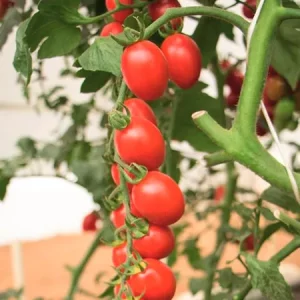 Томат МАУНТИН ВИНЬЯРД