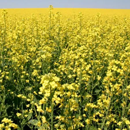 Рапс озимый МАВР®