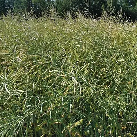 Рапс озимый МЕДЕЙ®