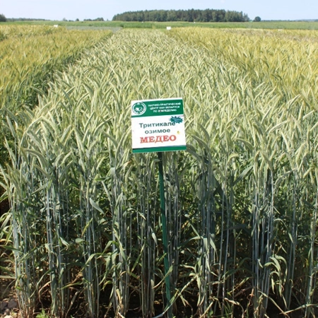 Тритикале озимая МЕДЕО®