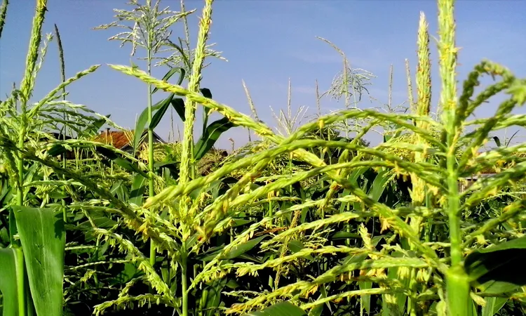 Метёлка кукурузы