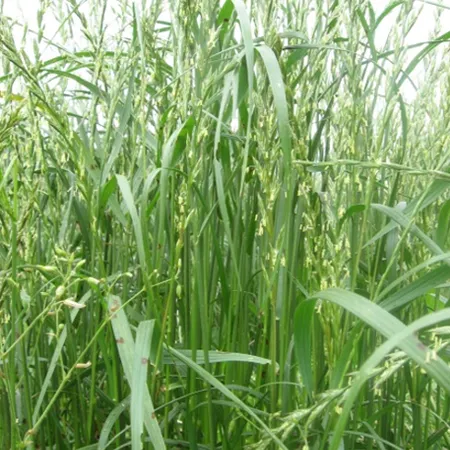 Фестулолиум МЕТЕОР