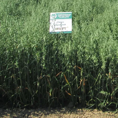 Овес яровой МИРТ®