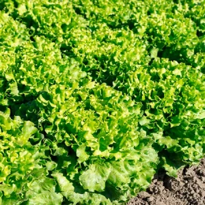 Салат листовой МИРТЕЛ