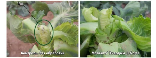 МОВЕНТО ЭНЕРДЖИ, КС - Пестициды.by - средства защиты растений