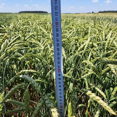 Пшеница озимая МРОЯ®