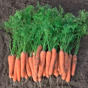 Морковь столовая НАГАСАКИ