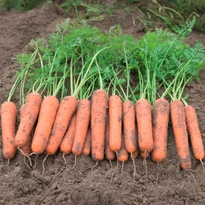 Морковь столовая НАМИБИЯ