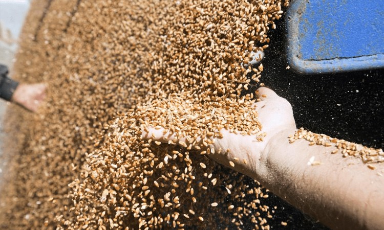 В Беларуси собрали более 4 млн тонн зерна