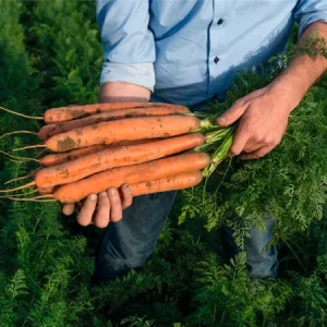 Морковь столовая НАВЕДО