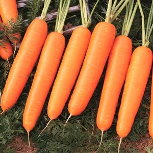 Морковь столовая НАЙРОБИ