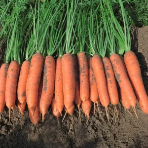 Морковь столовая НАЗАРЕТ
