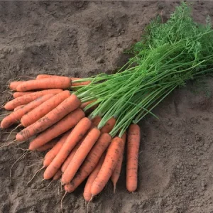 Морковь столовая НЕБИДА