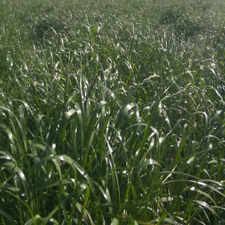 РАЙГРАС ПАСТБИЩНЫЙ НЕМАНСКI