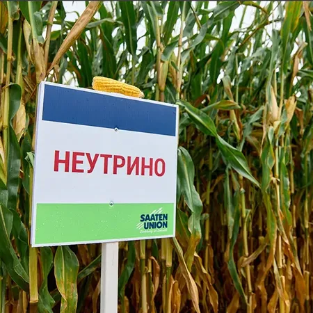 Кукуруза НЕУТРИНО