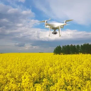 Рапс озимый НК ТЕКНИК