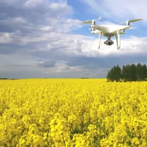 Рапс озимый НК ТЕКНИК