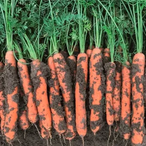 Морковь столовая НОРДХОРН
