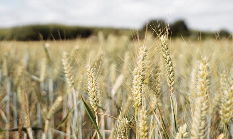 Новый ген патогена пшеницы
